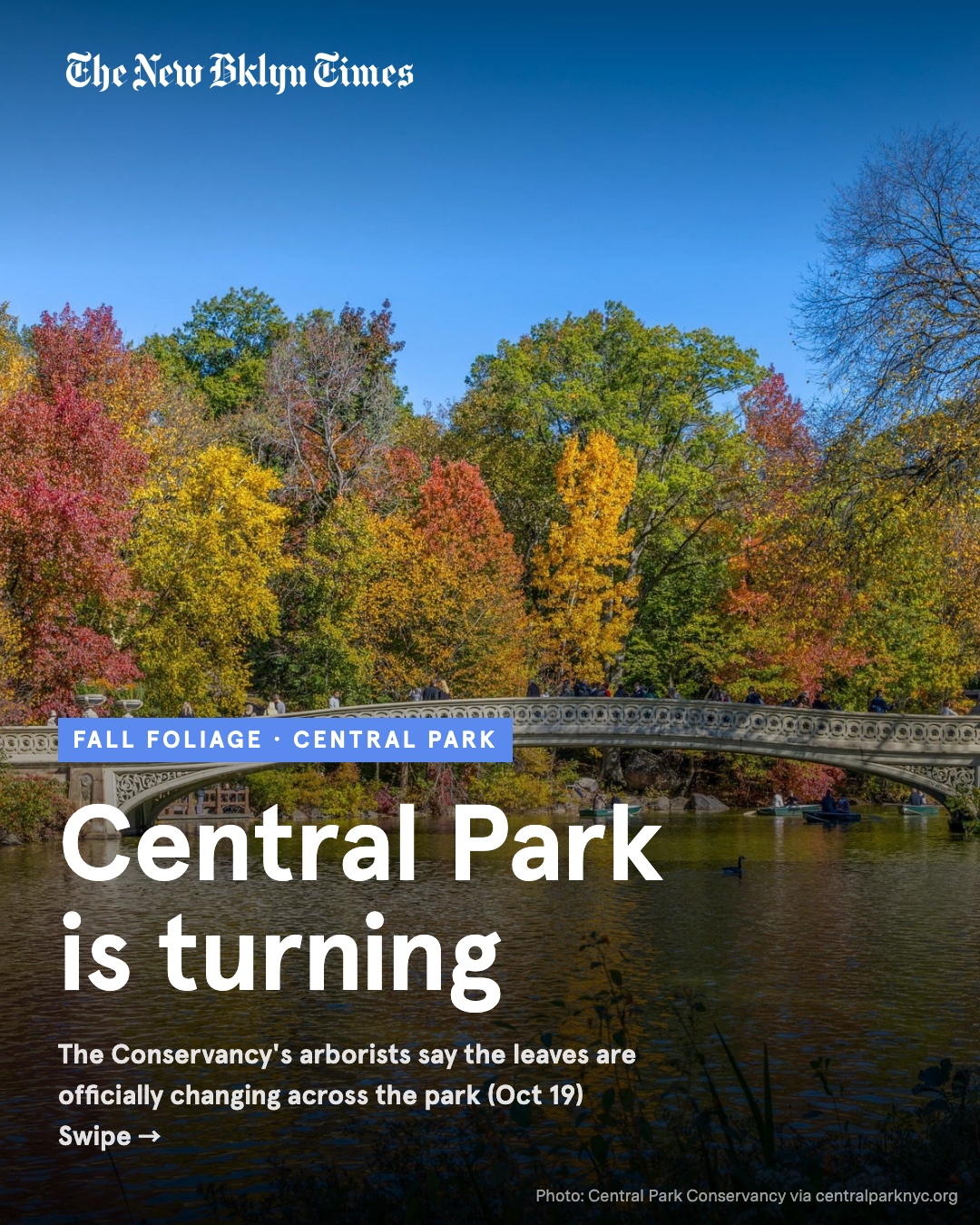 It's official: fall color is changing across Central Park. 🍁