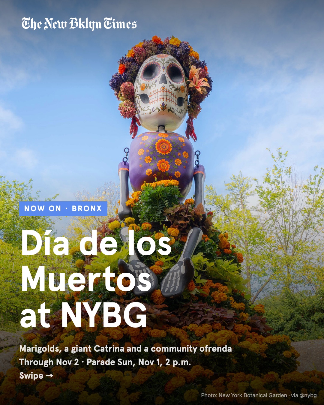 Día de los Muertos is on at the New York Botanical Garden through November 2, a new fall celebration built around marigo