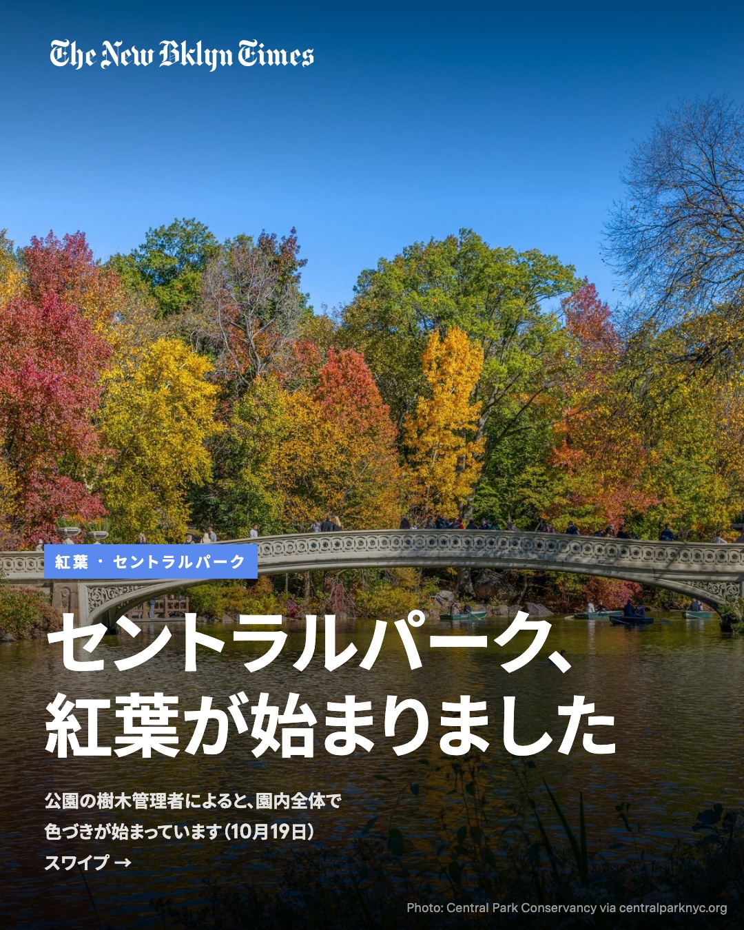 セントラルパークの紅葉が始まりました🍁 公園を管理するセントラルパーク・コンサバンシーによると、10月19日の時点で園内全体の木々が色づき始めています。