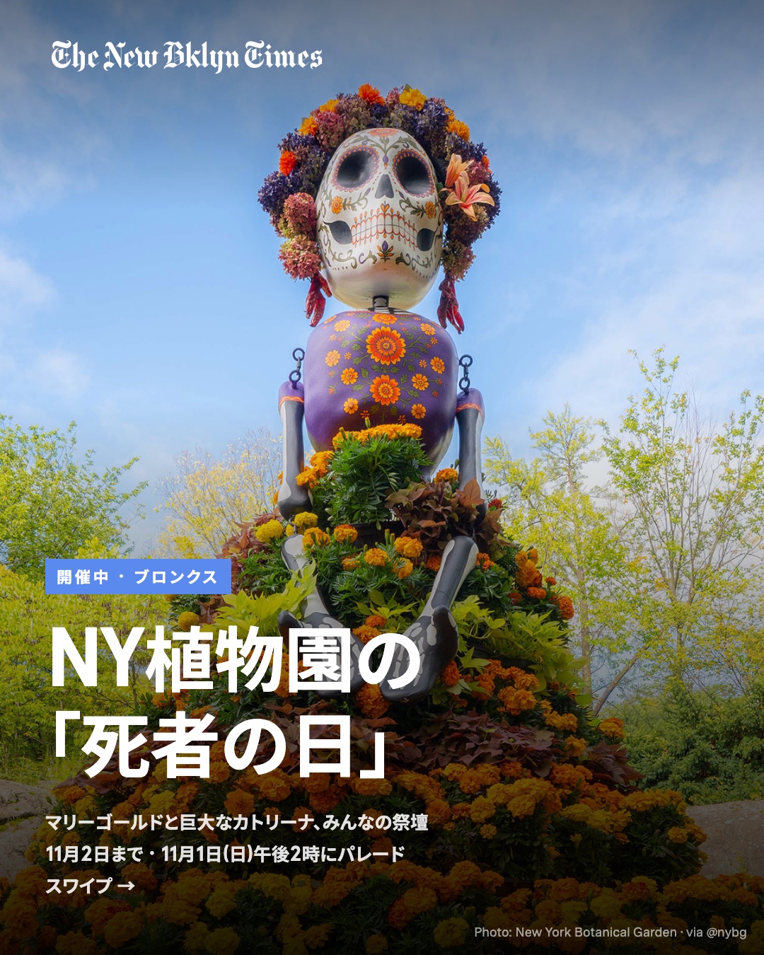 ブロンクスのニューヨーク植物園で、メキシコの「死者の日(ディア・デ・ロス・ムエルトス)」を祝う催しが11月2日まで開かれています。今年が初めての企画で、主役はマリーゴールドと、来園者が写真や言葉を納められるみんなの祭壇(オフレンダ)。