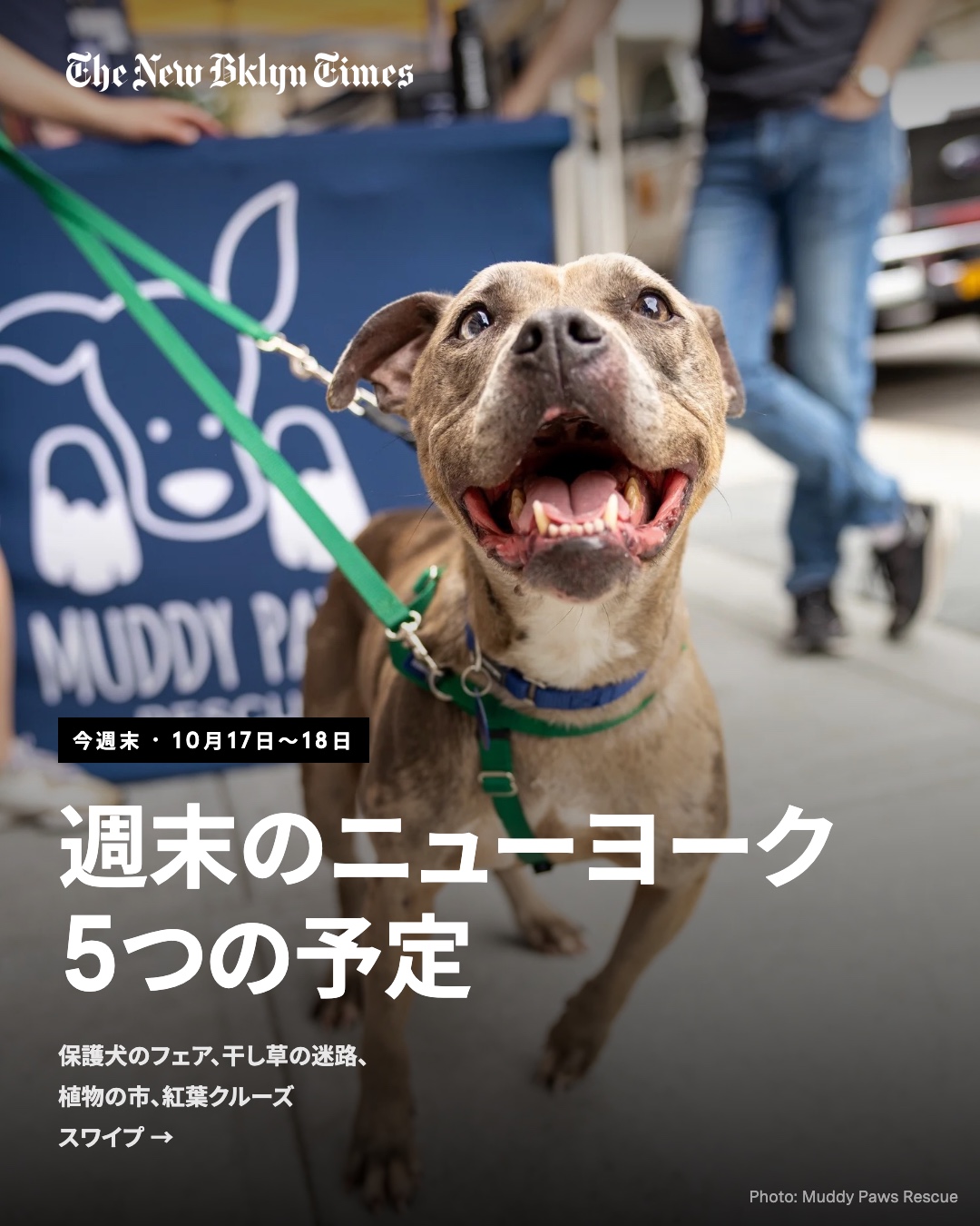 今週末(10月17日〜18日)のニューヨーク、5つの予定です。