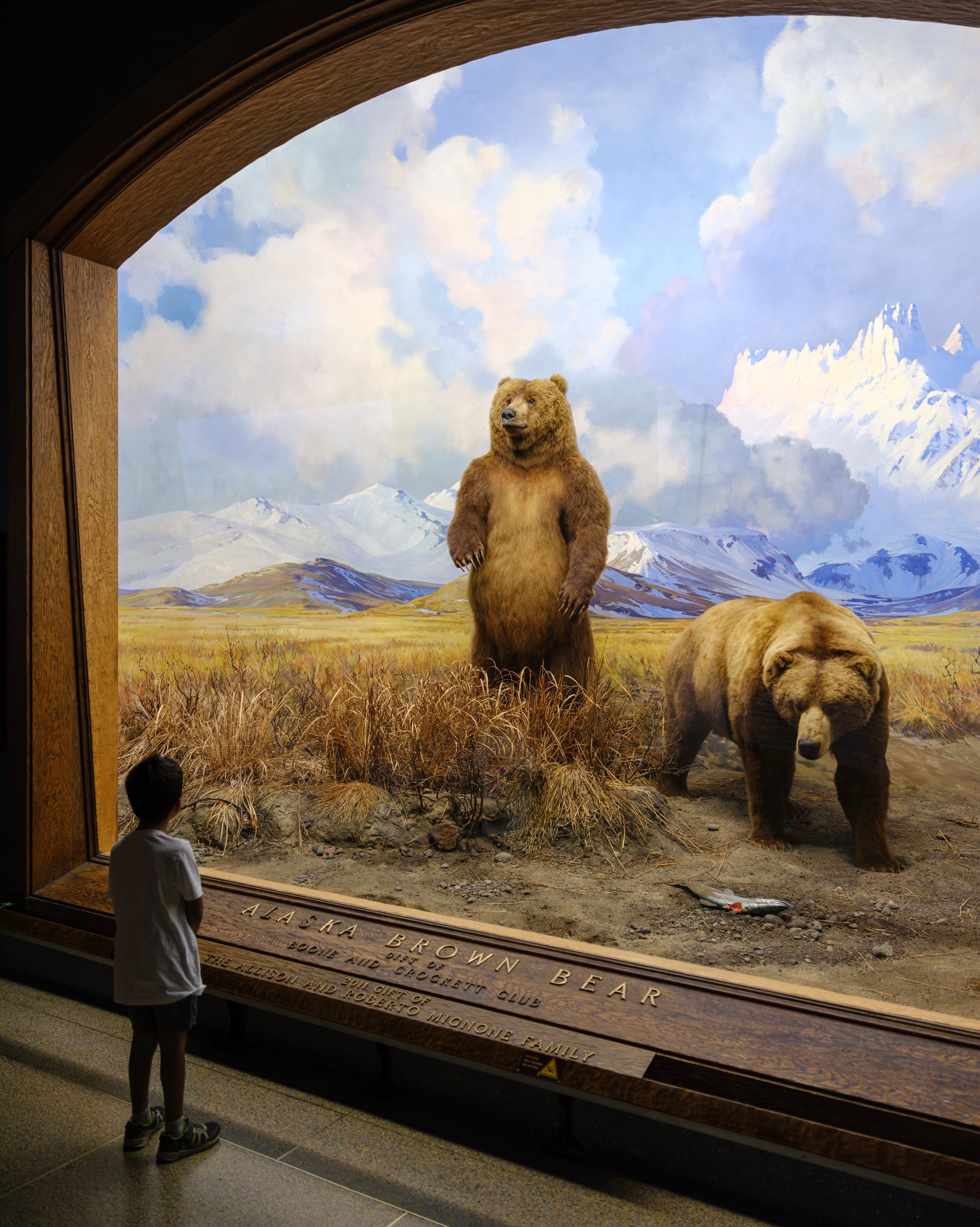 A child looks at the Alaska brown bear diorama at the American Museum of Natural History