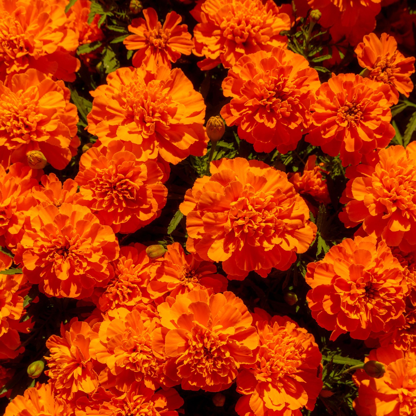 Orange marigolds in bloom at NYBG