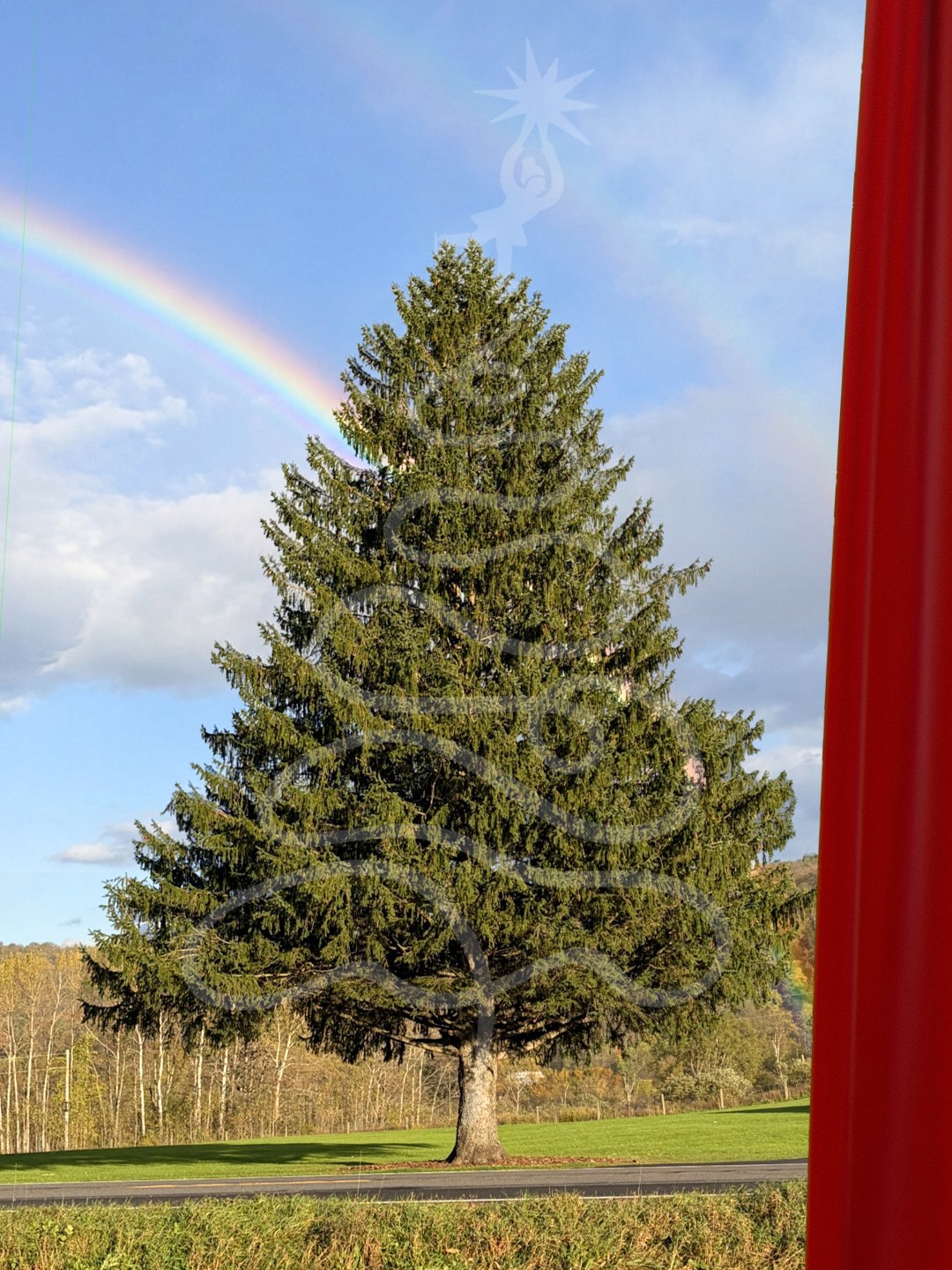 Rockefeller Center's 2026 tree at its home in West Edmeston with a red curtain at the edge